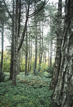 Scandinavisch bos van Jan Willem De Vos