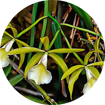 Witte Kornet Orchidee van Dorothy Berry-Lound
