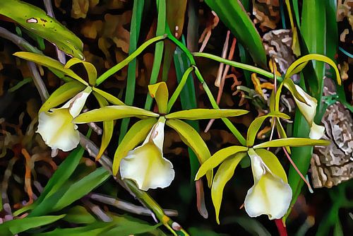Orchidée cornet blanc