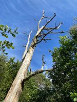 Un arbre mort