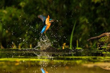 IJsvogel met vangst van Joke Beers-Blom