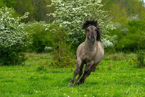 Konikspaard in Galop