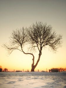 Baum im Morgenlicht #