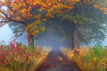 Autumn Tree Lane Fog by Zwoele Plaatjes