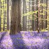 Spring Forest - Beautiful Hallerbos by Rolf Schnepp