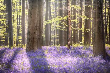 Frühlingswald - Wunderschöner Hallerbos von Rolf Schnepp