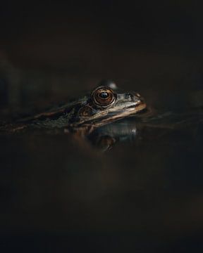 Een kleine kikker die in het moeras ligt van Glenn Slabbinck