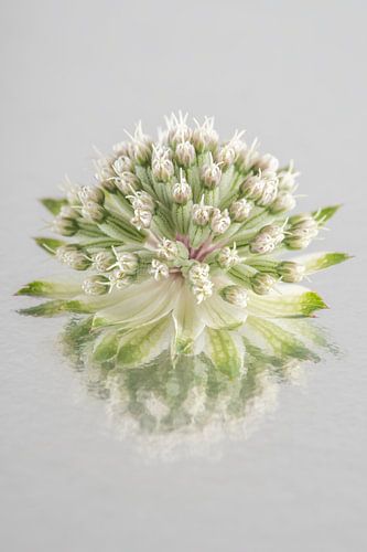 Rustig eenvoudig stilleven: De weerspiegeling van een Zeeuws knoopje