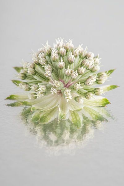 Quietly simple still life: The reflection of a Zeeland button by Marjolijn van den Berg