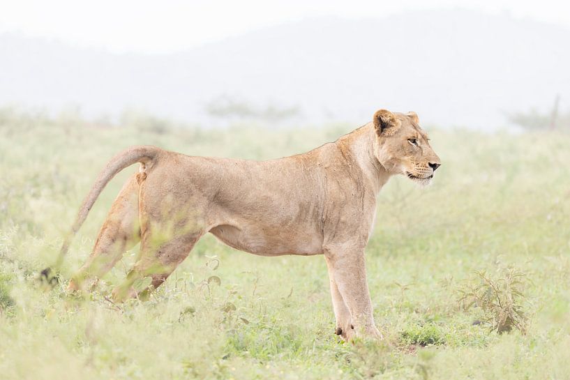 Lioness in South Africa by Milou Hinssen