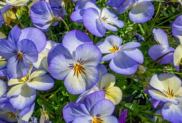 Violettes cornues en fleurs