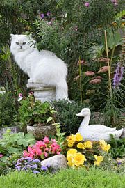 Katze spielt für Gartenstatue von Petra van Engelenburcht
