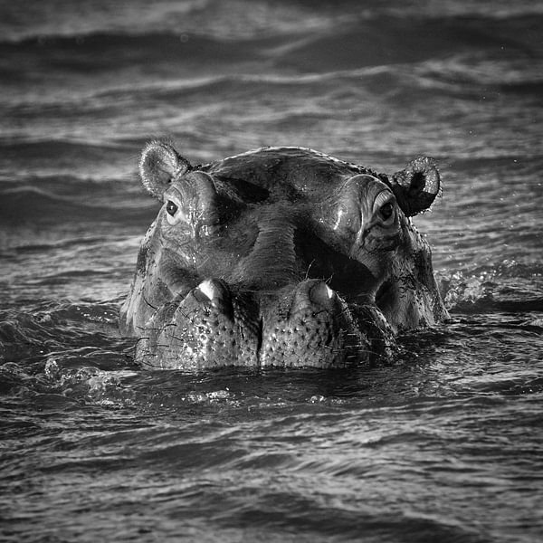 Hippo par Frans Lemmens