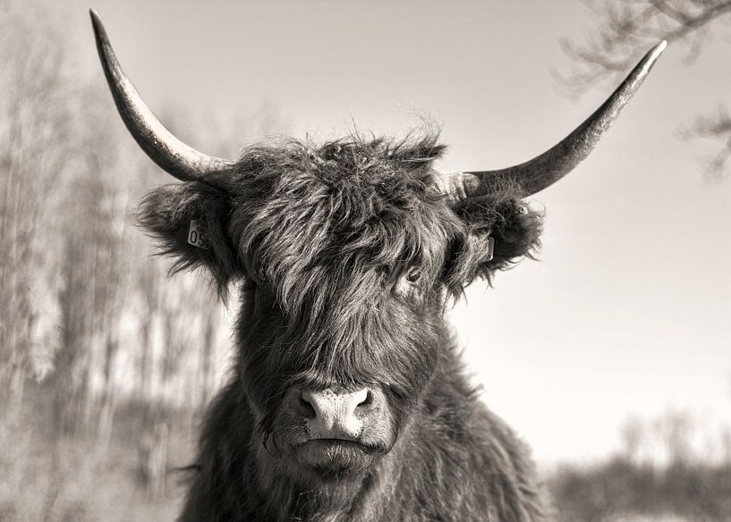 Portrait Scottish Highlander Black and White by Charlene van Koesveld