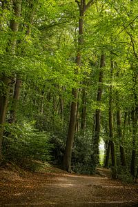 Sentier forestier dans le Cranesweyer au printemps
