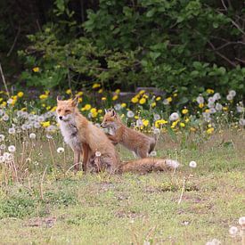 Ezo Red Fox with cubs Hokkaido, Japan von Frank Fichtmüller