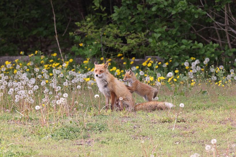 Ezo Red Fox with cubs Hokkaido, Japan von Frank Fichtmüller