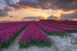 Sunset tulipfield van Jan Koppelaar
