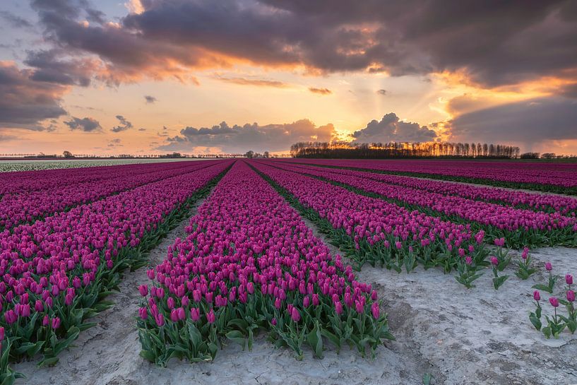 Sunset tulipfield par Jan Koppelaar