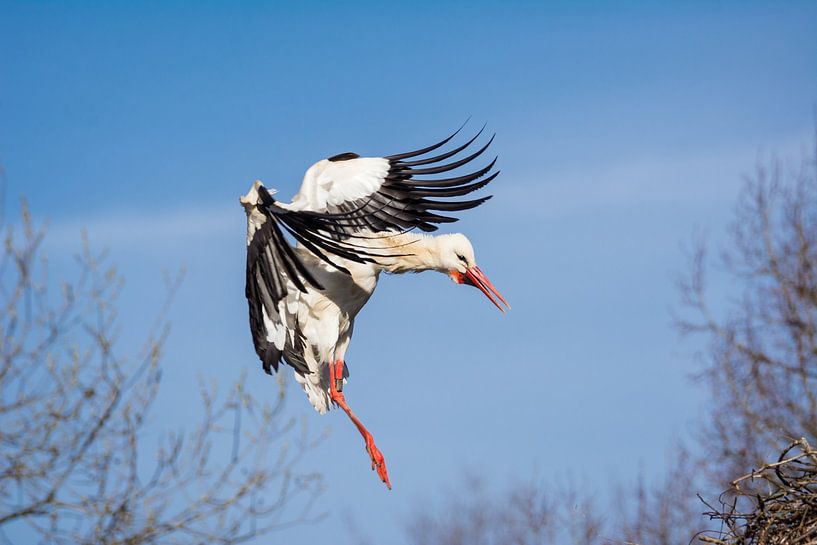 Weißstorch im Landeanflug von Tobias Luxberg