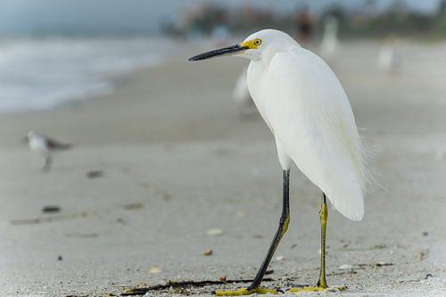 USA, Floride, Vue latérale en gros plan d'un magnifique héron blanc aigrette neigeuse oiseau