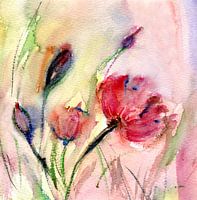 Papaver Waterverf