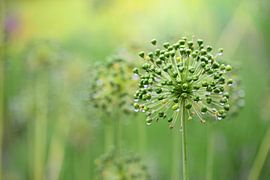 Grüner verblühter Zierlauch von Ulrike Leone