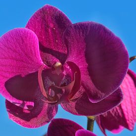Orchideenblüte von UMWELTBILD Kurt Möbus