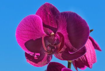 Orchideeënbloesem van UMWELTBILD Kurt Möbus