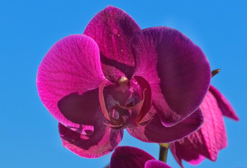 Orchid blossom by UMWELTBILD Kurt Möbus