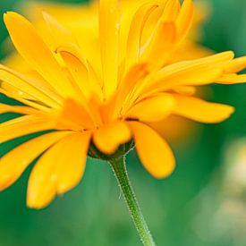 Gelbe Blume von Li Wa
