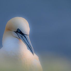 Gannet by Erwin Maassen van den Brink