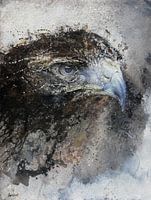 Buizerd