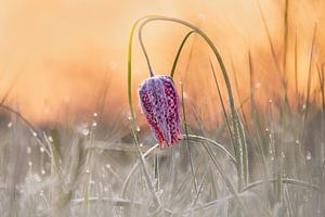 Kiebitzblüte mit Raureif und Tau, bei Sonnenaufgang.