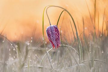 Lapwing flower with hoar frost and dew, at sunrise. by Janny Beimers