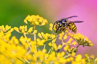 Fennel flower with wasp