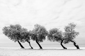 Rangée d'arbres mystique sur Maurits van Hout