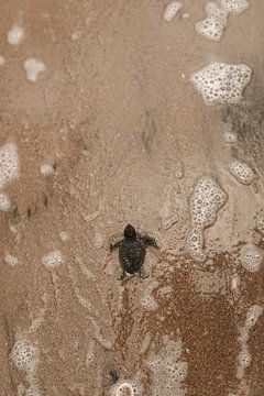 Small Turtle, Big World - Ionian Sea Kalamaki - Zakynthos Greece by Irmgard Averesch