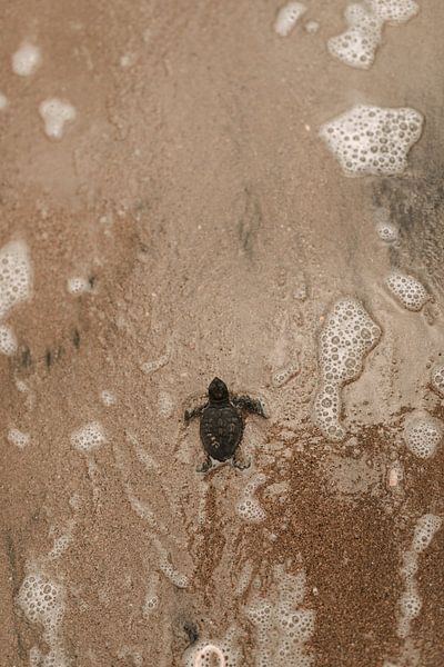 Petite tortue, grand monde - mer Ionienne Kalamaki - Zakynthos Grèce par Irmgard Averesch