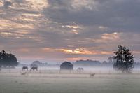 Zonsopkomst in de mist met paarden