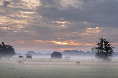 Zonsopkomst in de mist met paarden
