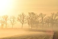 Morning fog by Johanna Varner thumbnail