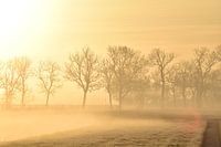 Morning fog