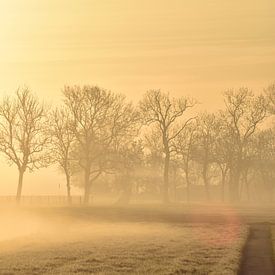 Brouillard matinal sur Johanna Varner