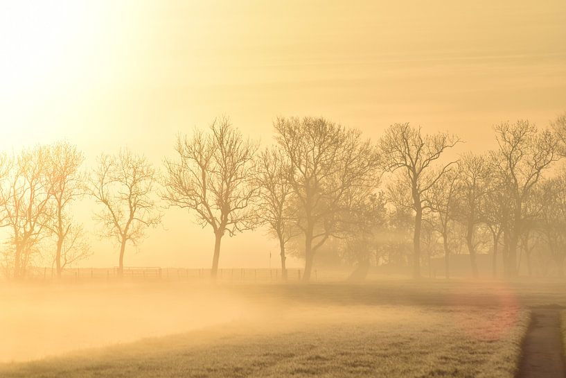 Morning fog by Johanna Varner