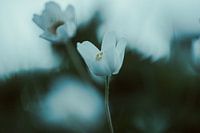 Between Breath and Silence