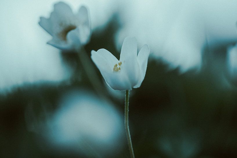 Zwischen Atem und Stille" von Studio Liefkoos