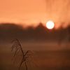 Rietpluimen bij gouden zonsondergang van Mayra Fotografie
