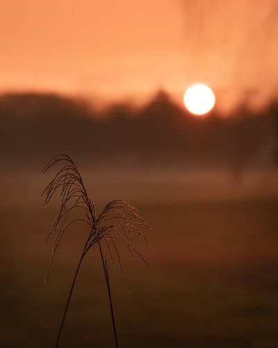 Rietpluimen bij gouden zonsondergang