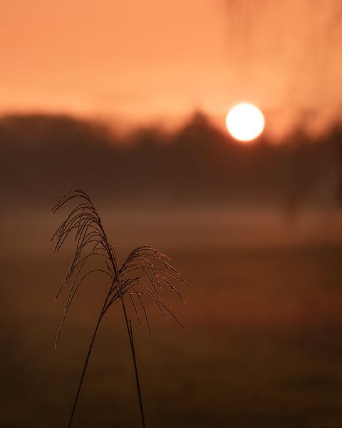 Schilfrohrfahnen bei goldenem Sonnenuntergang von Mayra Fotografie